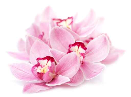 Panele szklane - orchidea
