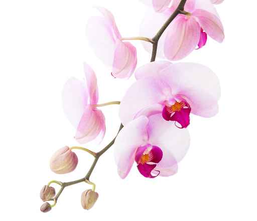 Grafika na szkło - orchidea